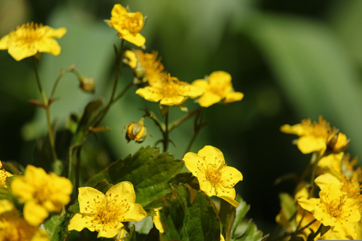 Die Golderdbeere trägt zwar keine Früchte, zählt jedoch ebenso zu den insektenfreundlichen und schnellwachsenden Bodendeckern.