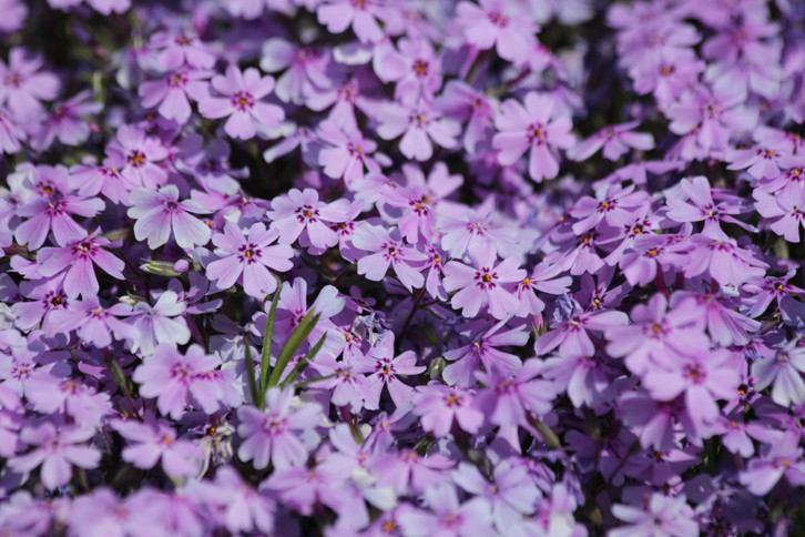 Polsterphlox ist ein schnellwachsender Bodendecker, der sich wie ein blühender Teppich in deinem Garten ausbreitet.