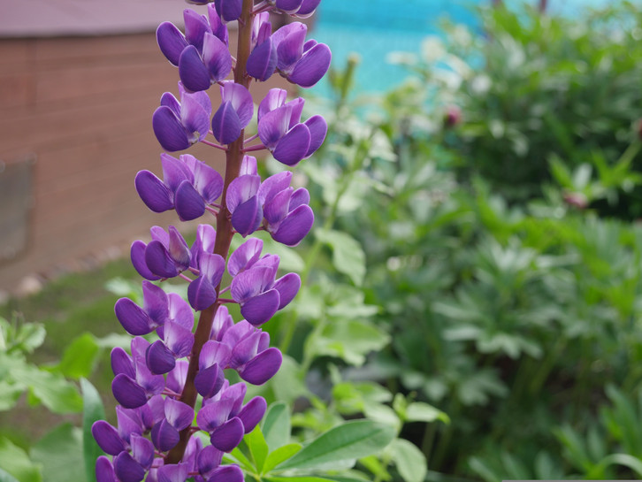 So schön sie auch aussieht: Die vielblättrige Lupine pflanzt du besser nicht im Garten.