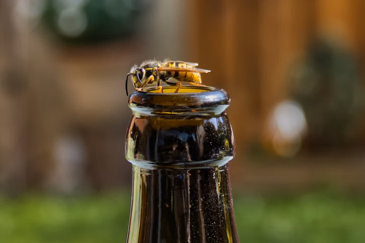 bedecke-getraenke-wie-cola-zero-um-sie-vor-wespen-cc0--pixabay--prosaclouds-260812_download Bedecke Getränke wie Cola Zero, um sie vor Wespen zu schützen.