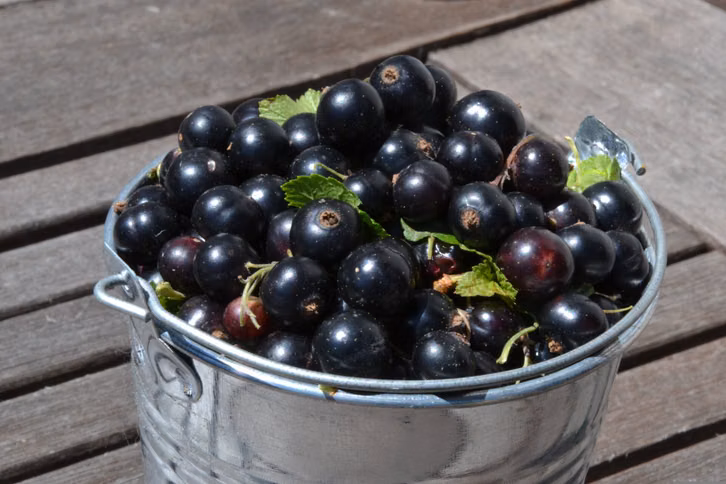 deine-johannisbeer-ernte-kannst-du-in-vielen-lecke-cc0--pixabay--geissers-260805_download Deine Johannisbeer-Ernte kannst du in vielen leckeren Rezepten verarbeiten.