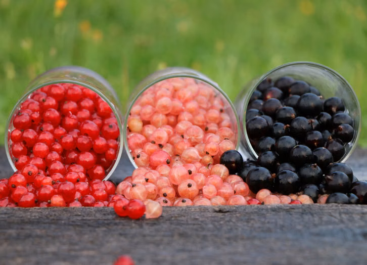 der-naehrstoffgehalt-schwarzer-johannisbeeren-ist-i-cc0--pixabay--klimkin-260805_download Der Nährstoffgehalt schwarzer Johannisbeeren ist in vielerlei Hinsicht höher als bei anderen Sorten.