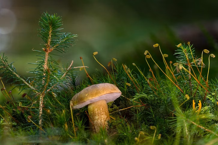 der-gallenroehrling-unterscheidet-sich-vom-steinpilz-cc0-pixabay-adege-201029_download Der Gallenröhrling unterscheidet sich vom Steinpilz durch die rosa Röhren.