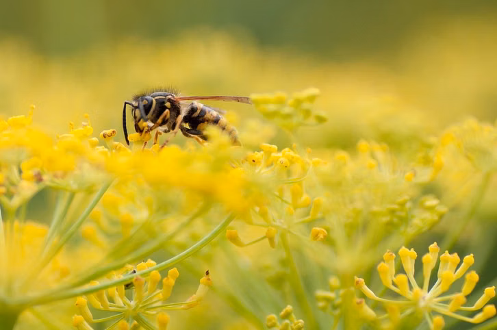 Nicht nur Bienen, auch Wespen sind für die Bestäubung von Pflanzen verantwortlich.