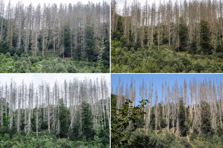 Ein "ganz normaler Sommer"? So sieht Deutschland 2026 im Klimawandel aus Junge Buchen wachsen im Nationalpark Eifel unter abgestorbenen Fichten in den Jahren 2023 (l oben), 2024 (r oben), 2025 (l unten) et 2026 (r unten).