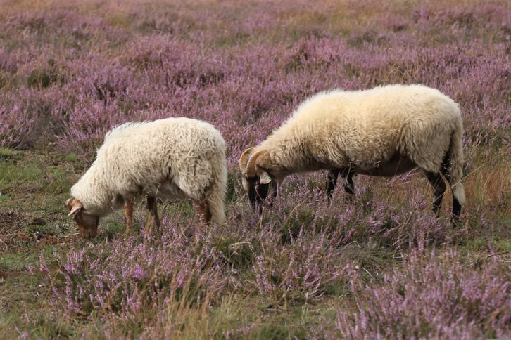 echter-feta-wird-zum-grossteil-aus-schafsmilch-herg-cc0--pixabay--marjonhorn-260817_download Echter Feta wird zum Großteil aus Schafsmilch hergestellt.