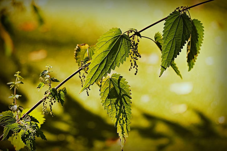 die-brennessel-ist-eine-wildpflanze-die-im-herbst-cc0-pixabay-mabelamber-200912_download Die Brennnessel ist eine Wildpflanze, die im Herbst essbare Samen trägt