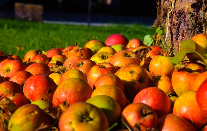 streuobstwiesen-im-herbst-erntezeit-fuer-aepfel-cc0-pixabay-luboshouska-170929_download Streuobstwiesen im Herbst - Erntezeit für Äpfel