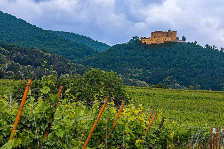 ueber-dem-weinanbaugebiet-neustadts-erhebt-sich-das-cc0-pixabay-maxmann-221002_download Über dem Weinanbaugebiet Neustadts erhebt sich das Hambacher Schloss.