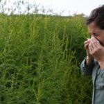 Les 10 départements les plus touchés par lʼambroisie en septembre : la carte pour les allergiques