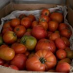 Ni frigo ni corbeille à fruits : voici où conserver les tomates pour quʼelles gardent leur goût