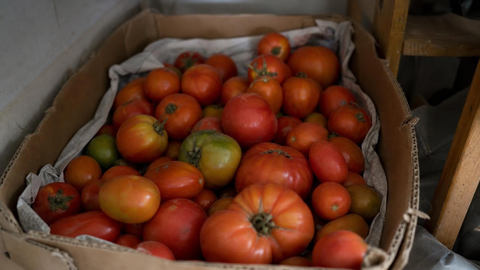 Ni frigo ni corbeille à fruits : voici où conserver les tomates pour quʼelles gardent leur goût