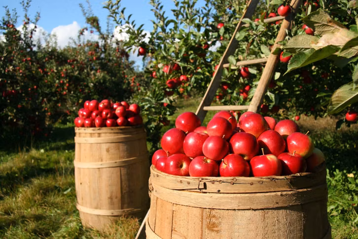 Heimische Äpfel werden zu unterschiedlichen Zeiten geerntet.