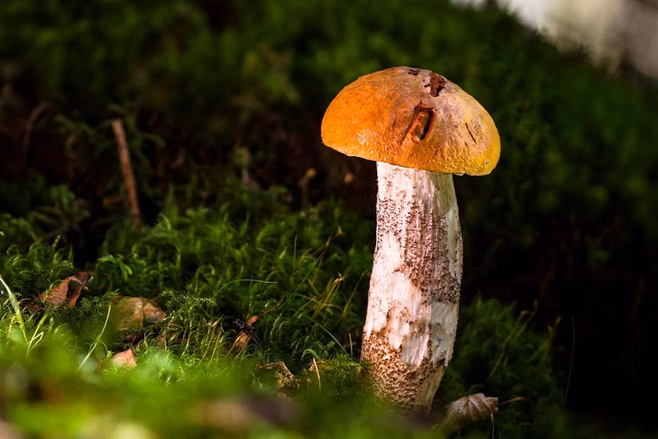 birkenpilze-haben-ein-mildes-aroma-cc0-pixabay-adege-241021_download Birkenpilze haben ein mildes Aroma.