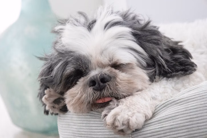 Ein gemütlicher Rückzugsort kann deinem Hund Geborgenheit bieten.