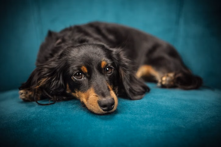 Dein Hund sollte deine Abwesenheit nicht als etwas Schlimmes wahrnehmen.