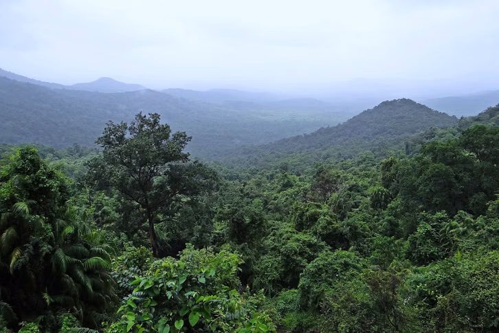 La forêt tropicale agit comme un stockage naturel de carbone.