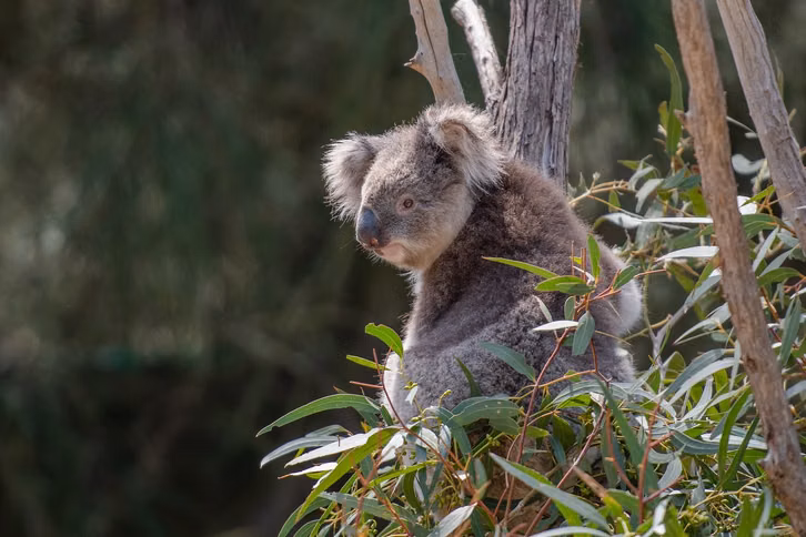 Des animaux comme les koalas souffrent des feux de forêt.