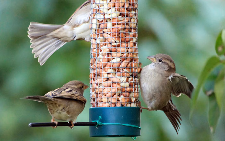 Vögel füttern: Tipps