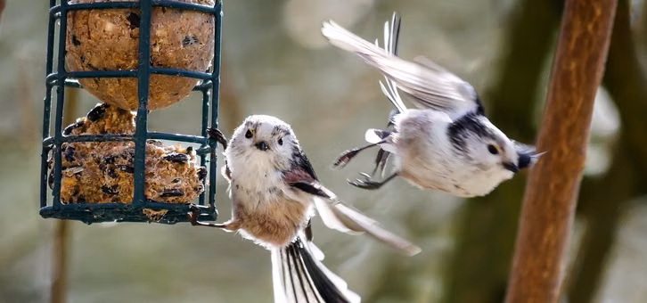 Selbst gemachte Meisenknödel sind ein Leckerbissen für Vögel im Winter