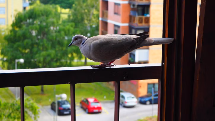 Taubenkot sur le balcon peut être enlevé avec de l’eau chaude.
