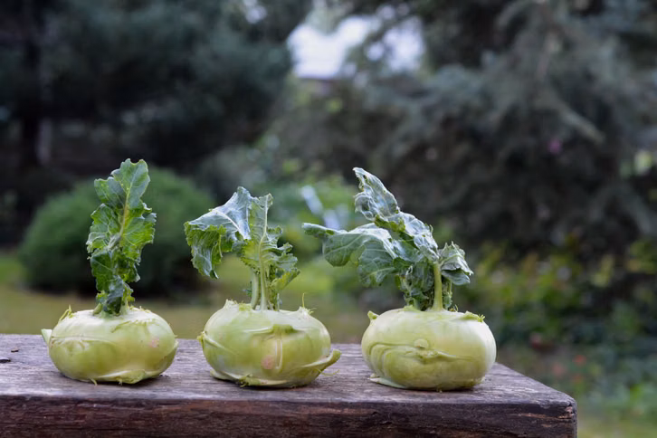 kohlrabi-ist-nur-eine-von-vielen-leckeren-gemueseso-cc0--pixabay--utroja0-261016_download Kohlrabi ist nur eine von vielen leckeren Gemüsesorten für den Herbst.