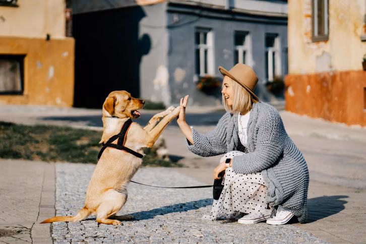 Hunde sind gesellige Tiere.